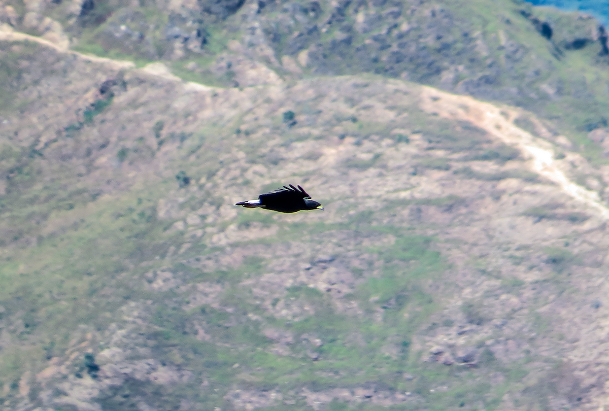 Great Black Hawk - ML646325257