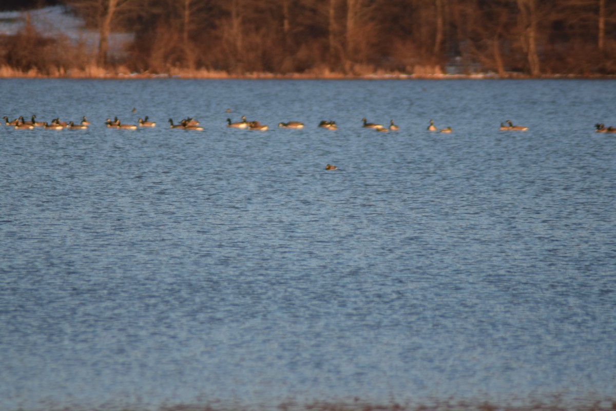 Mallard - ML646325258