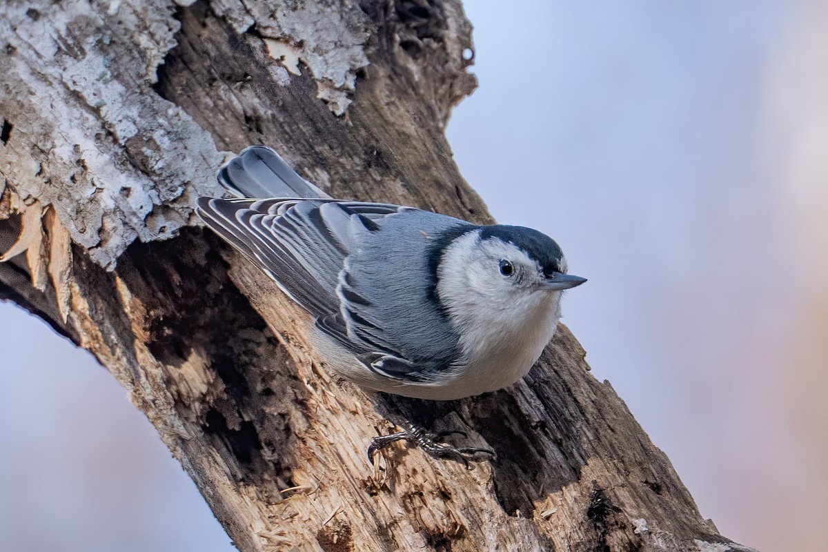 White-breasted Nuthatch (Eastern) - ML646325260