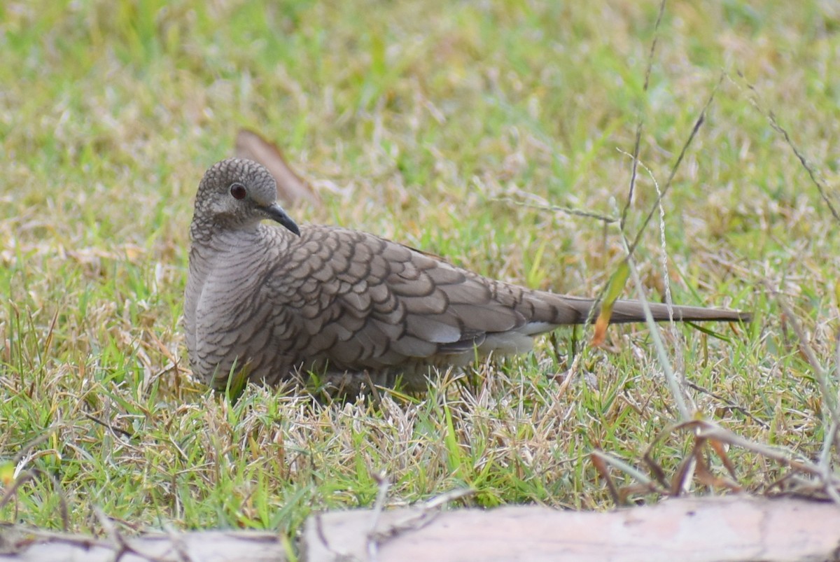 Inca Dove - ML646325265