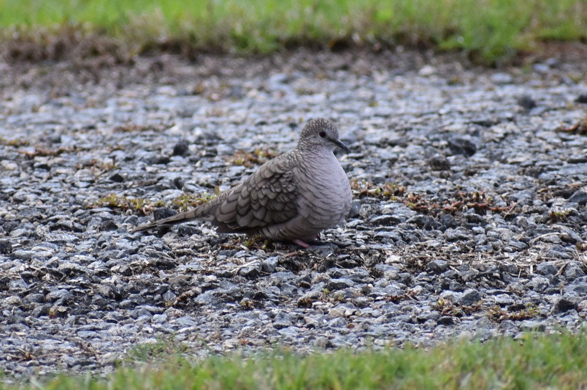 Inca Dove - ML646325268