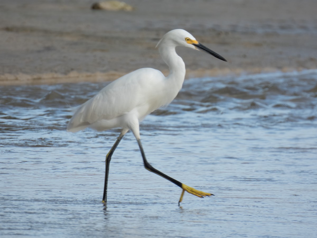 Snowy Egret - ML646325269