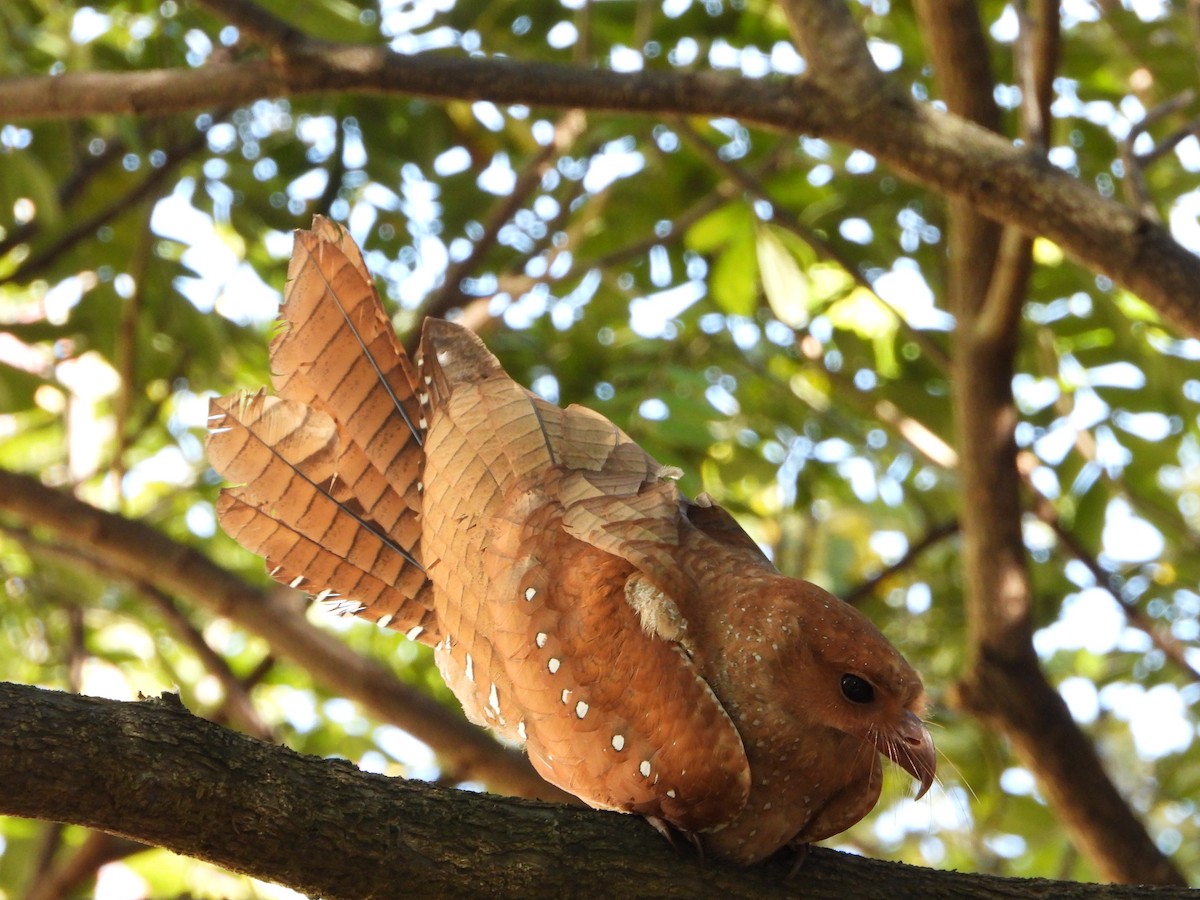 Oilbird - ML646325270