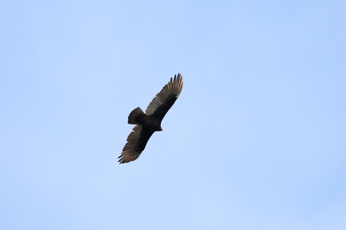 Turkey Vulture - ML646325280