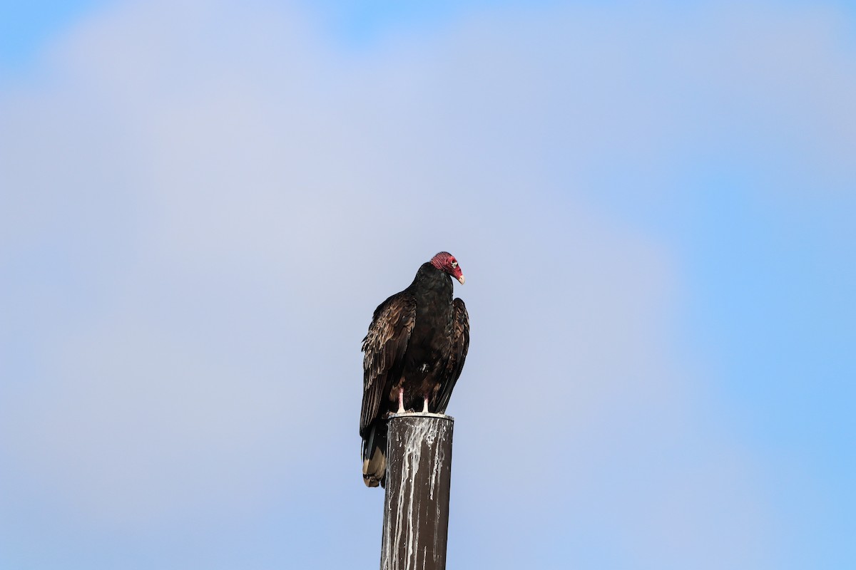 Turkey Vulture - ML646325281