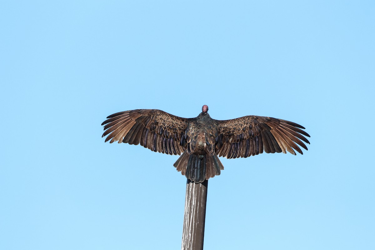 Turkey Vulture - ML646325282