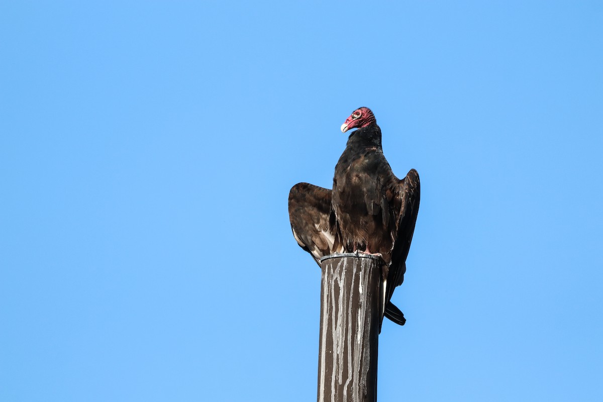 Turkey Vulture - ML646325284