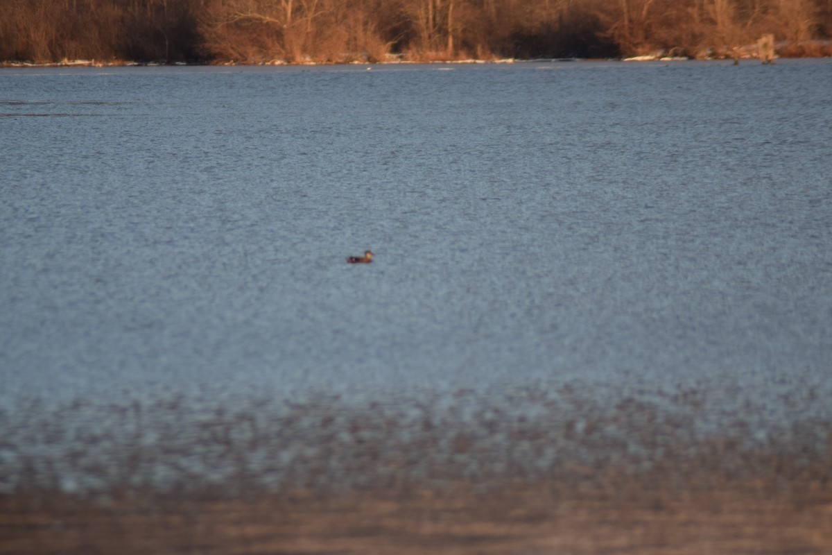 Серая утка - ML646325286