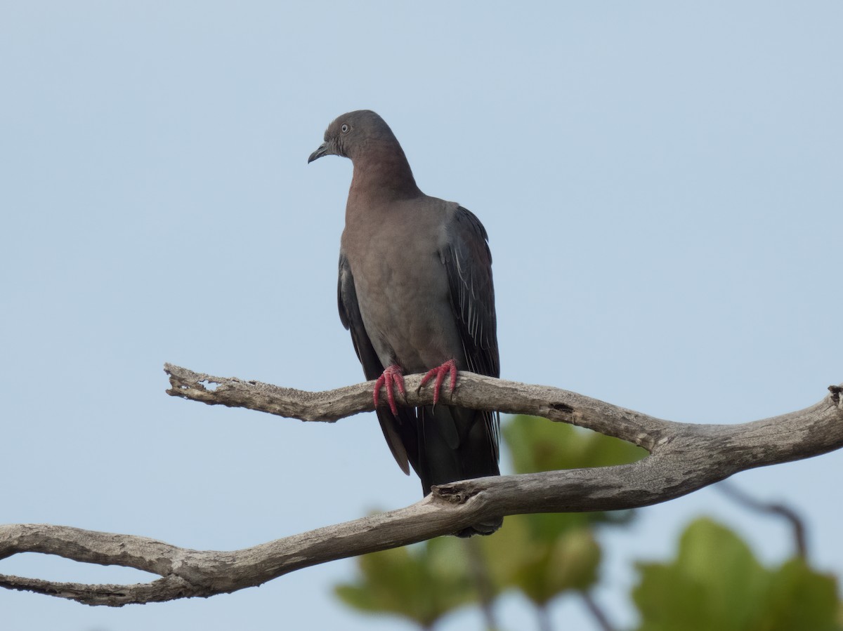 Plain Pigeon - ML646325287