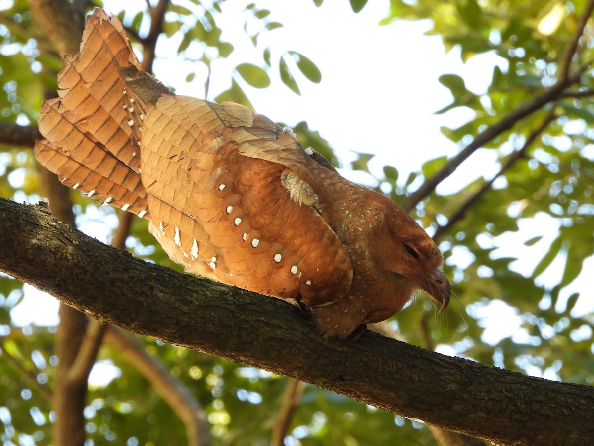 Oilbird - ML646325288