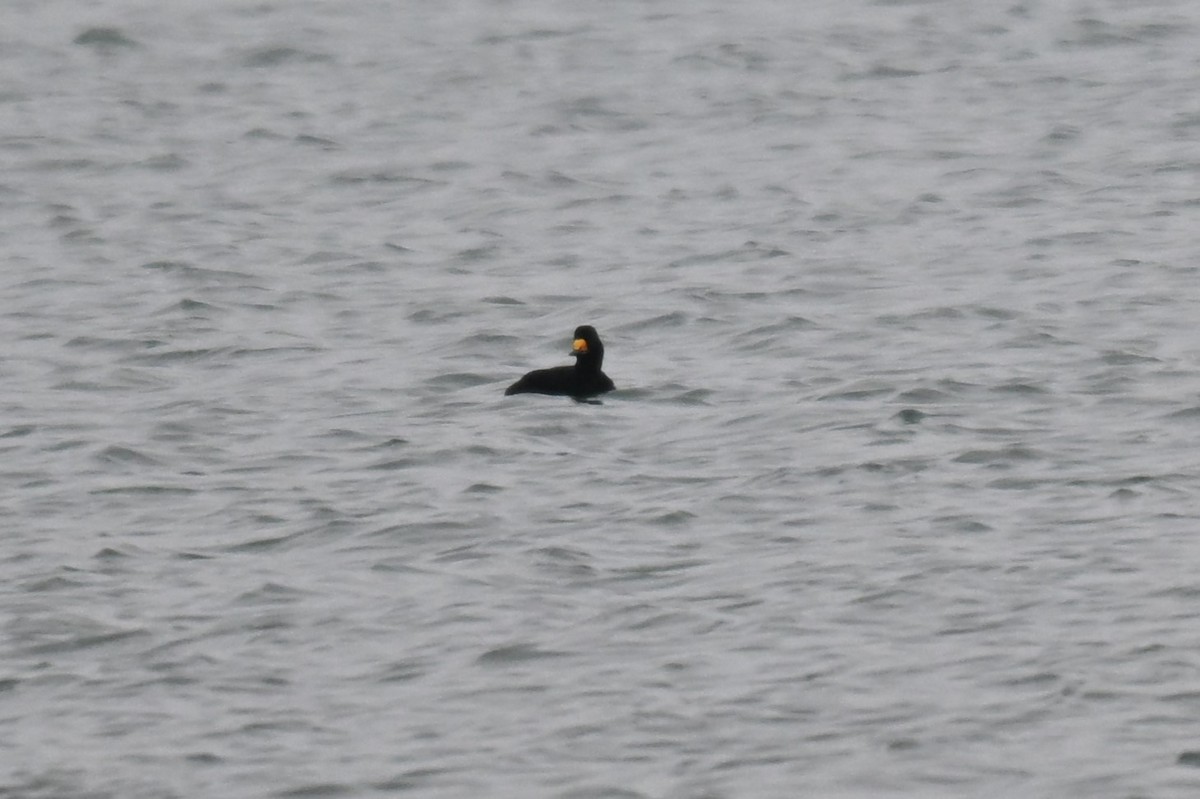 amerikasvartand - ML646325290