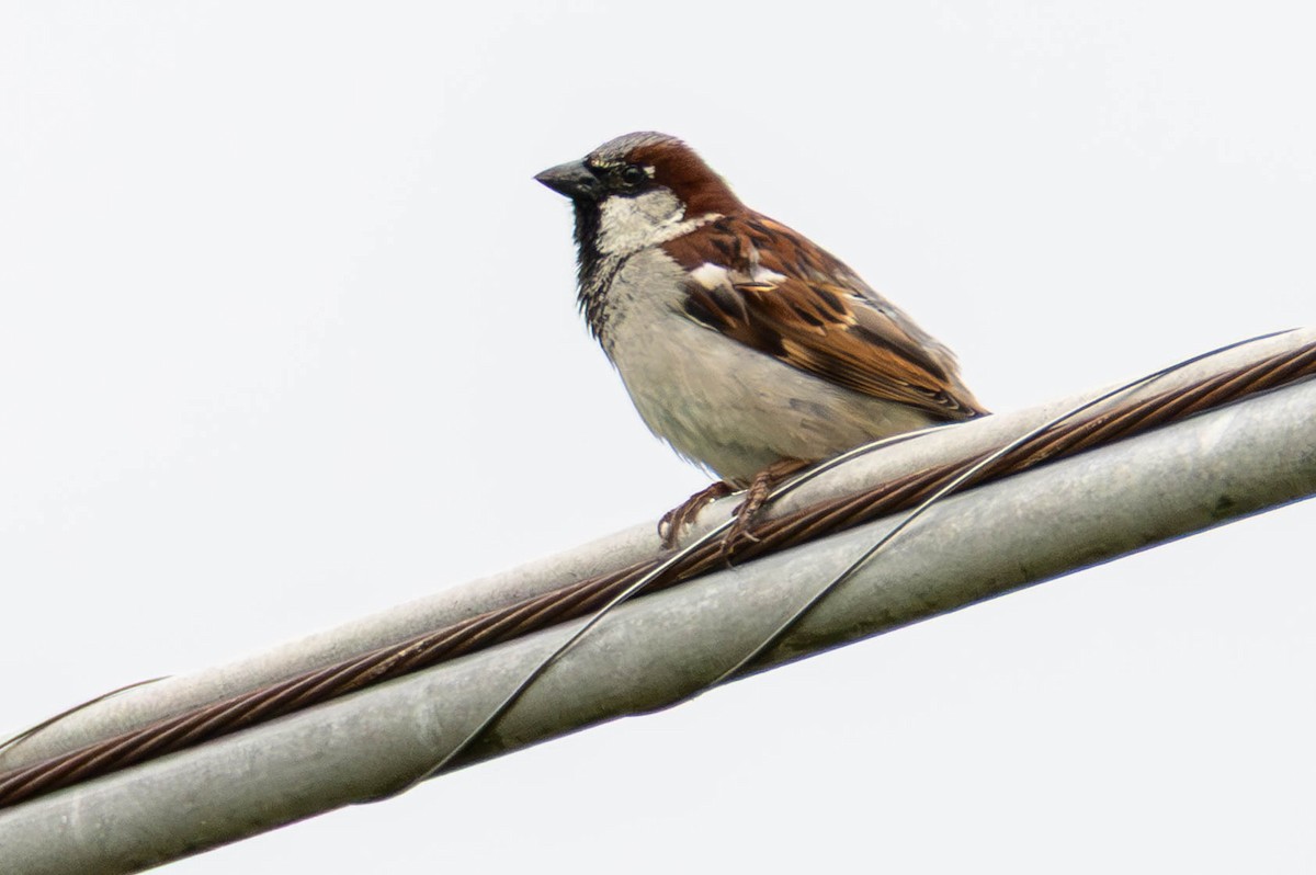 House Sparrow - ML646325291