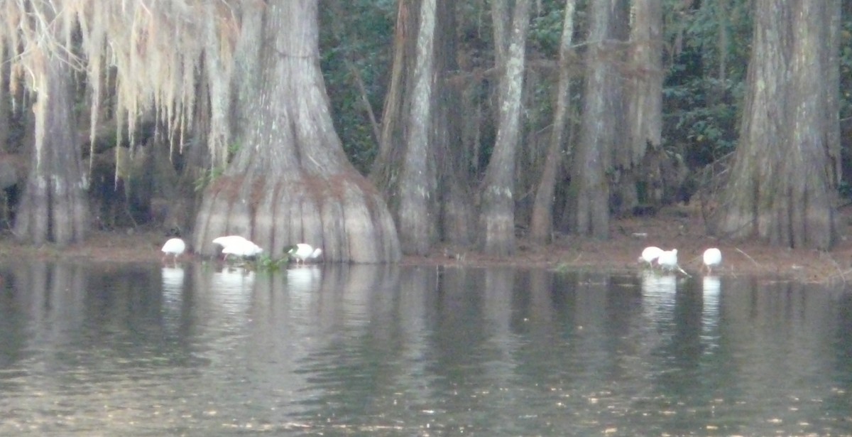 White Ibis - ML646325293