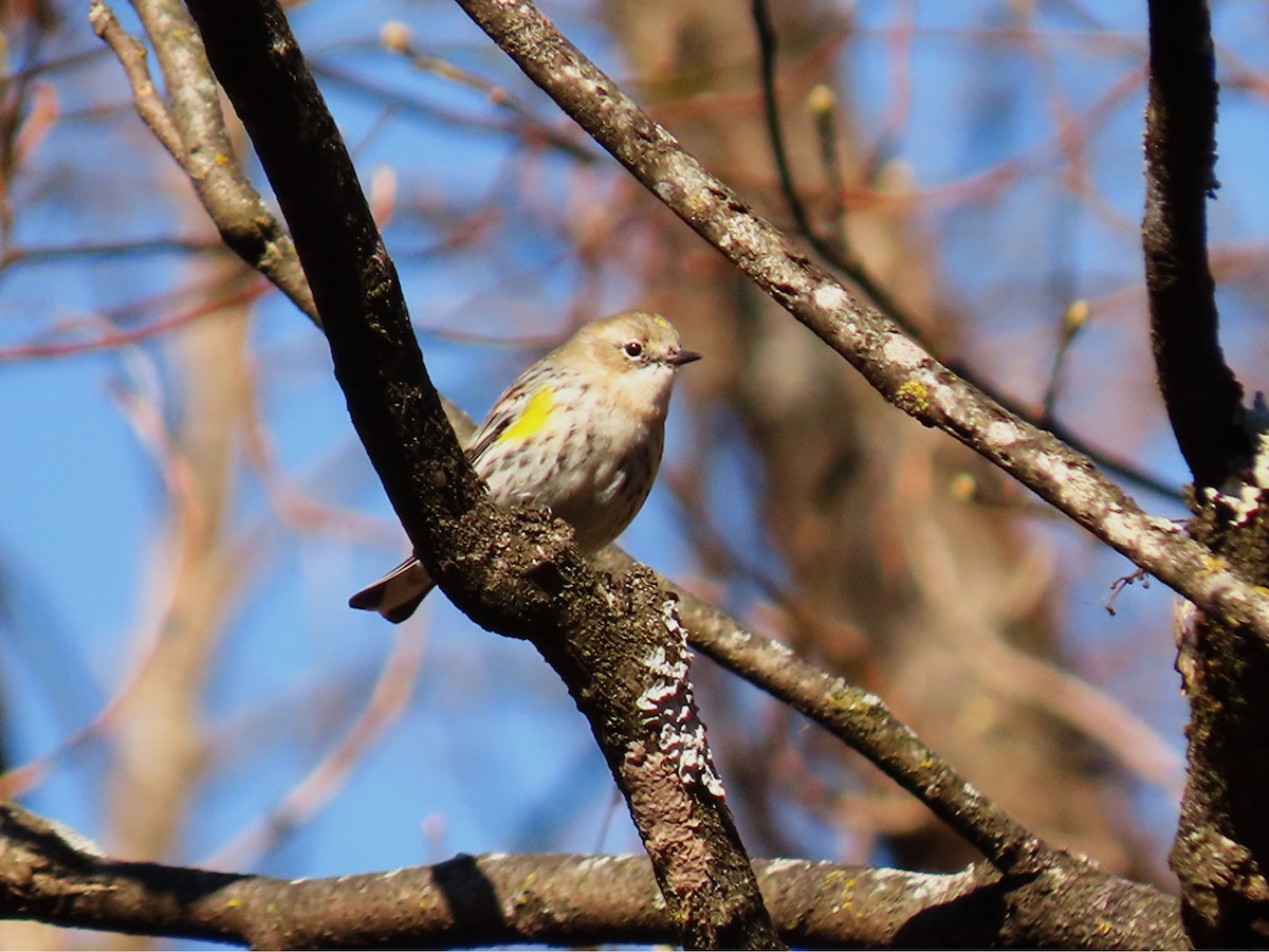 Yellow-rumped Warbler - ML646325295