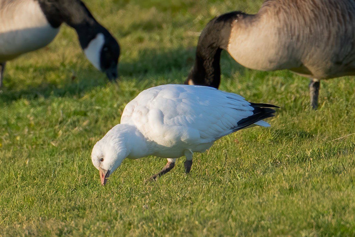 Oie de Ross - ML646325298