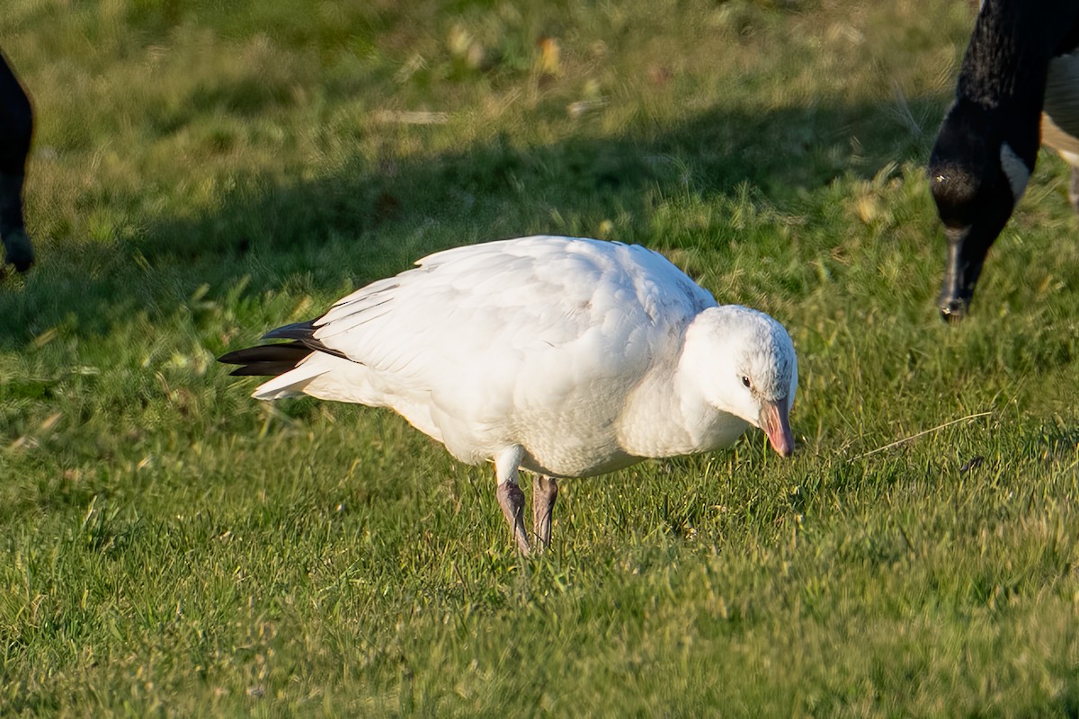 Oie de Ross - ML646325299