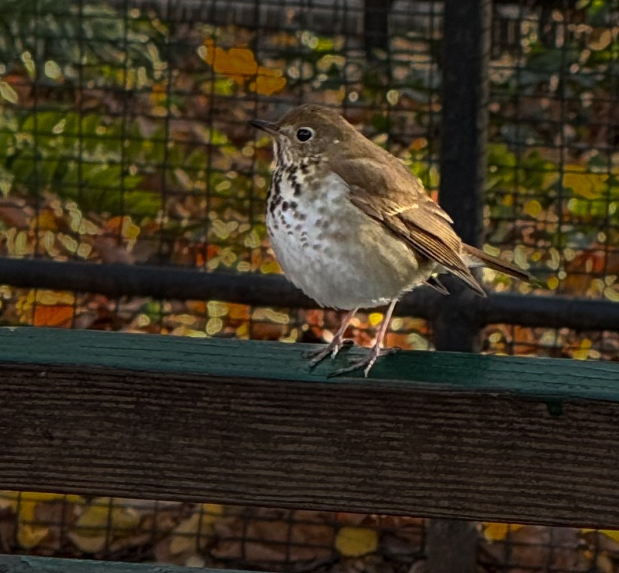 Hermit Thrush - ML646325301