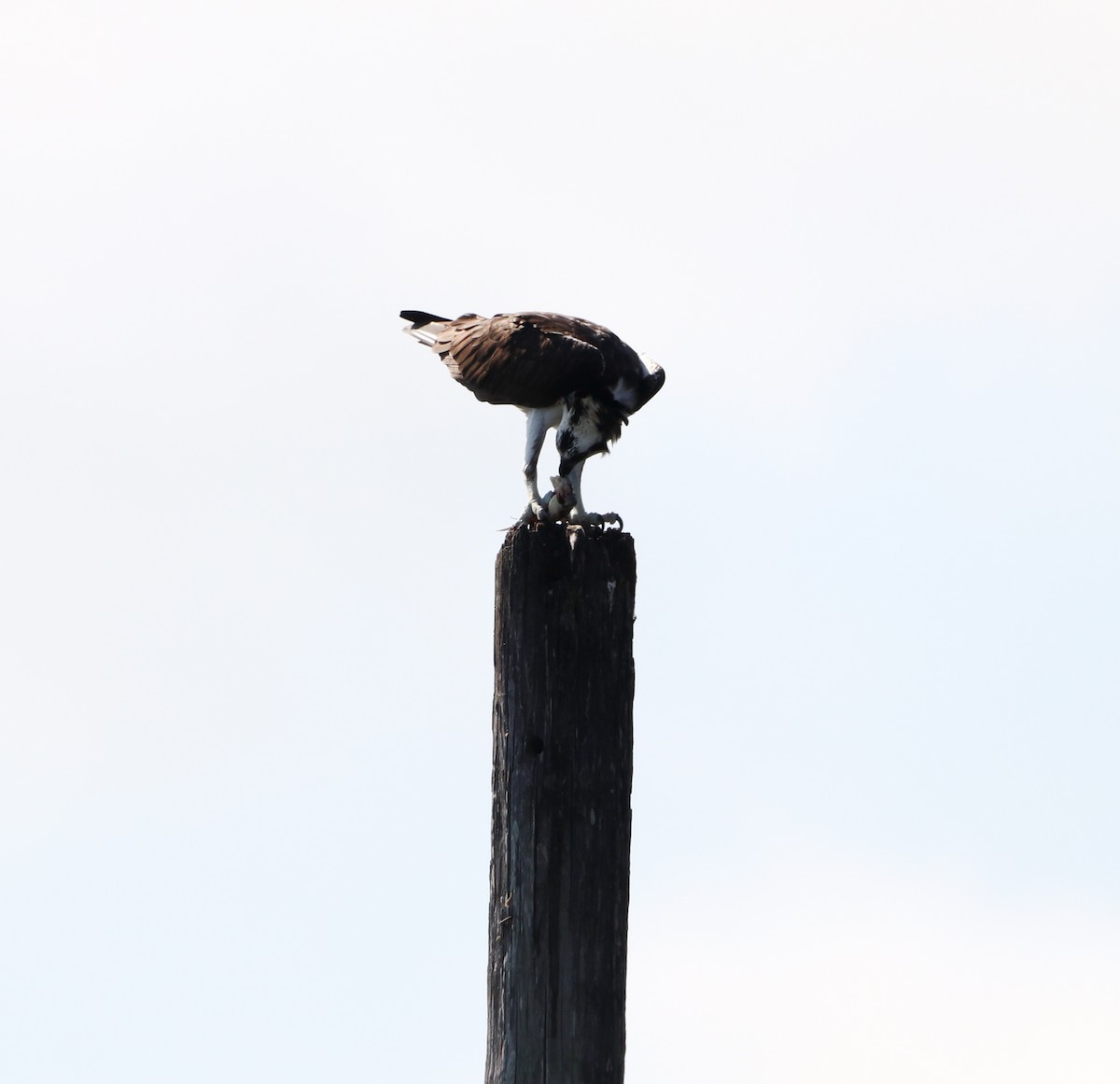 Fischadler - ML646325309