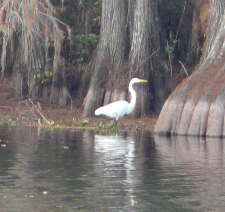 Great Egret - ML646325310
