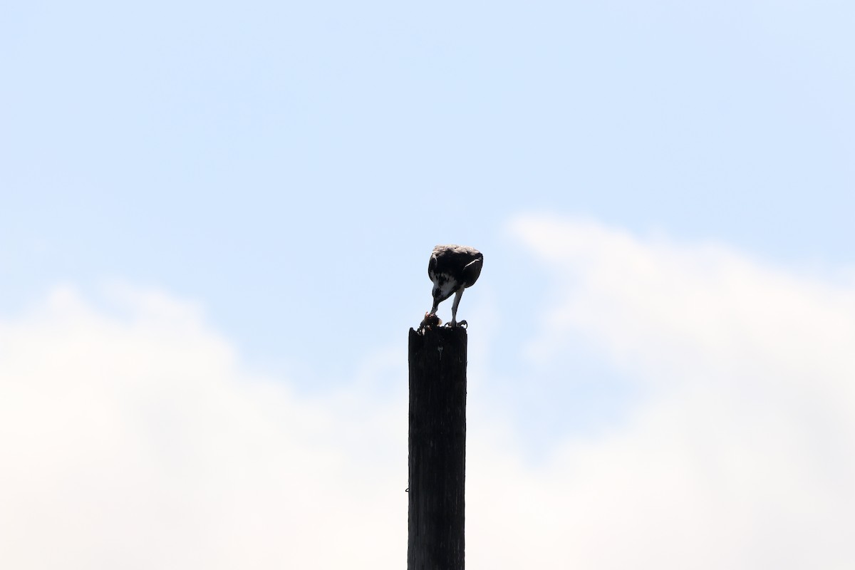 Fischadler - ML646325311