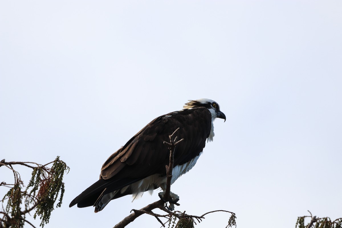 Fischadler - ML646325313