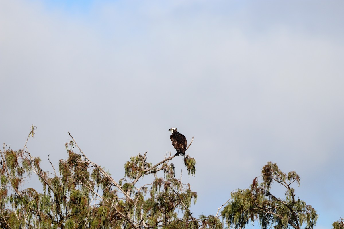 Fischadler - ML646325314