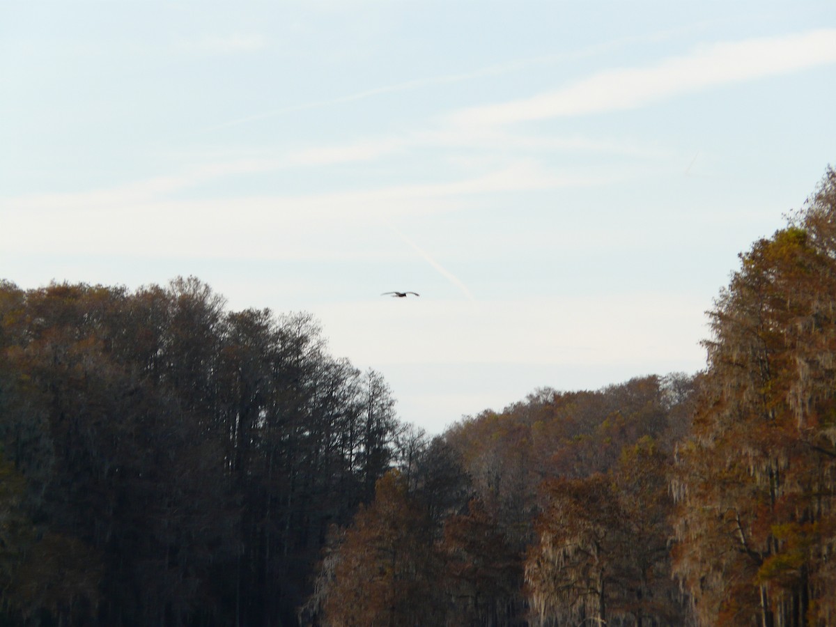 Snail Kite - ML646325315