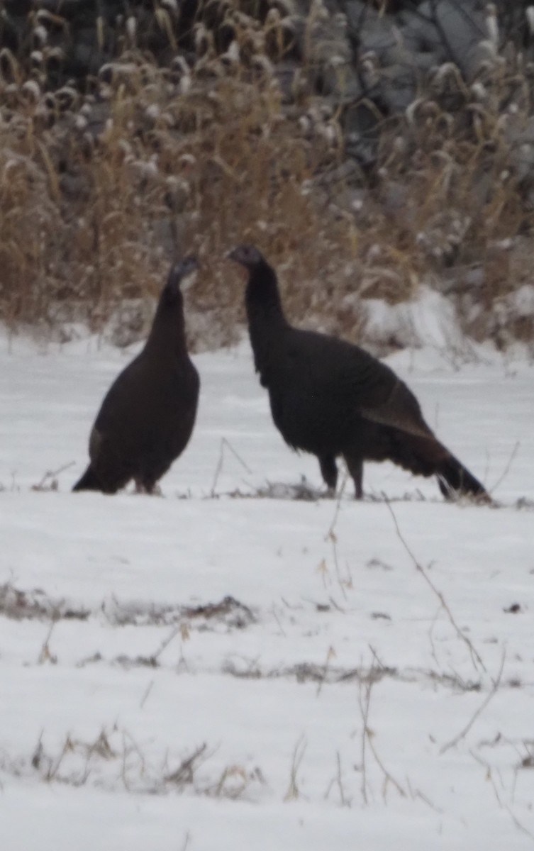 Wild Turkey - ML646325316