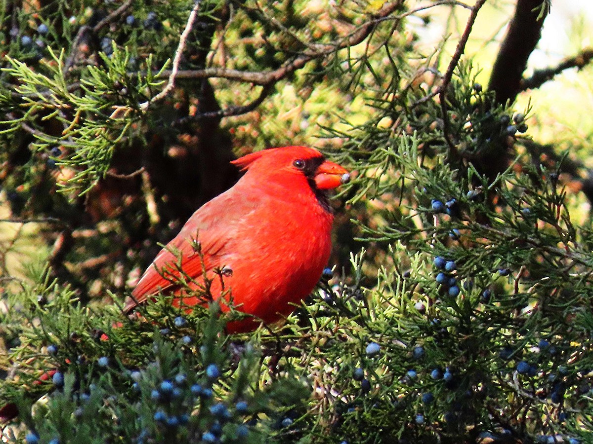 Cardinal rouge - ML646325317