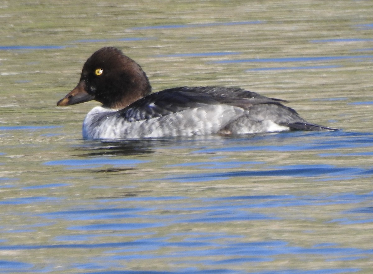 Common Goldeneye - ML646325323