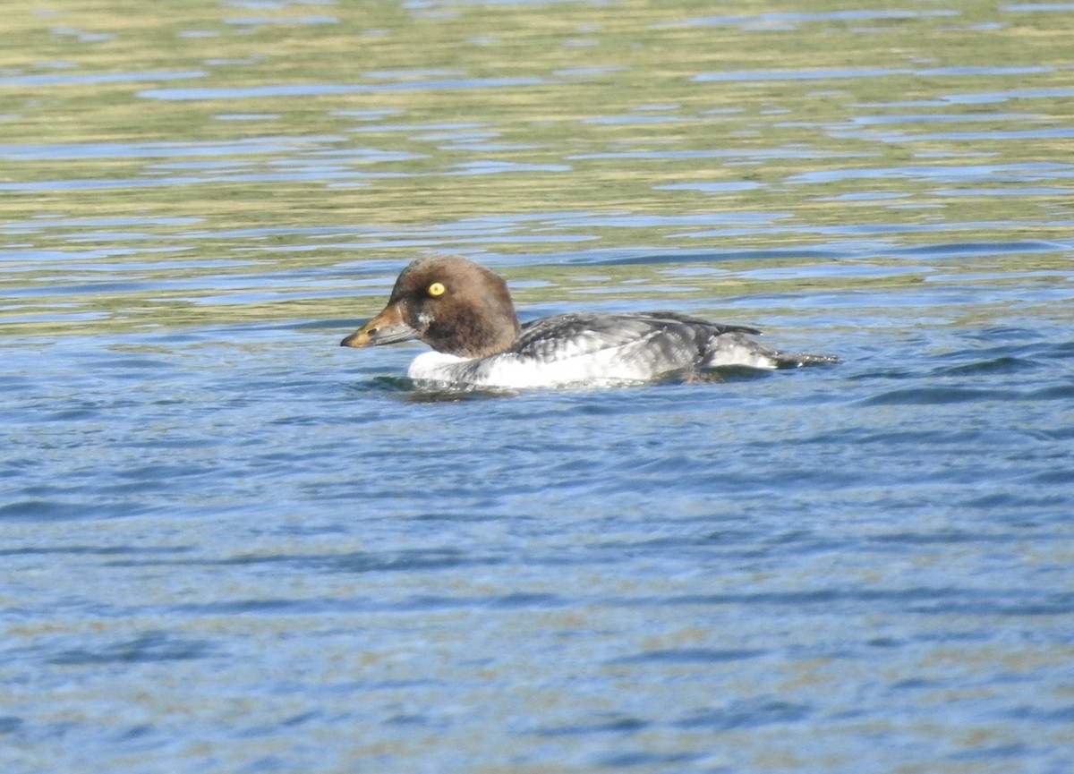 Common Goldeneye - ML646325324