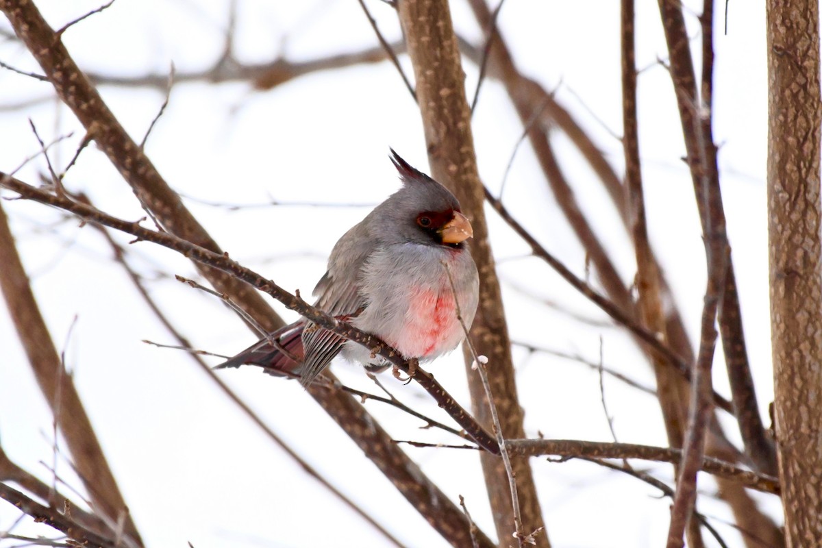 Pyrrhuloxia - ML646325325