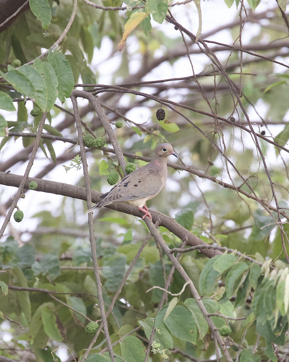 Mourning Dove - ML646325326