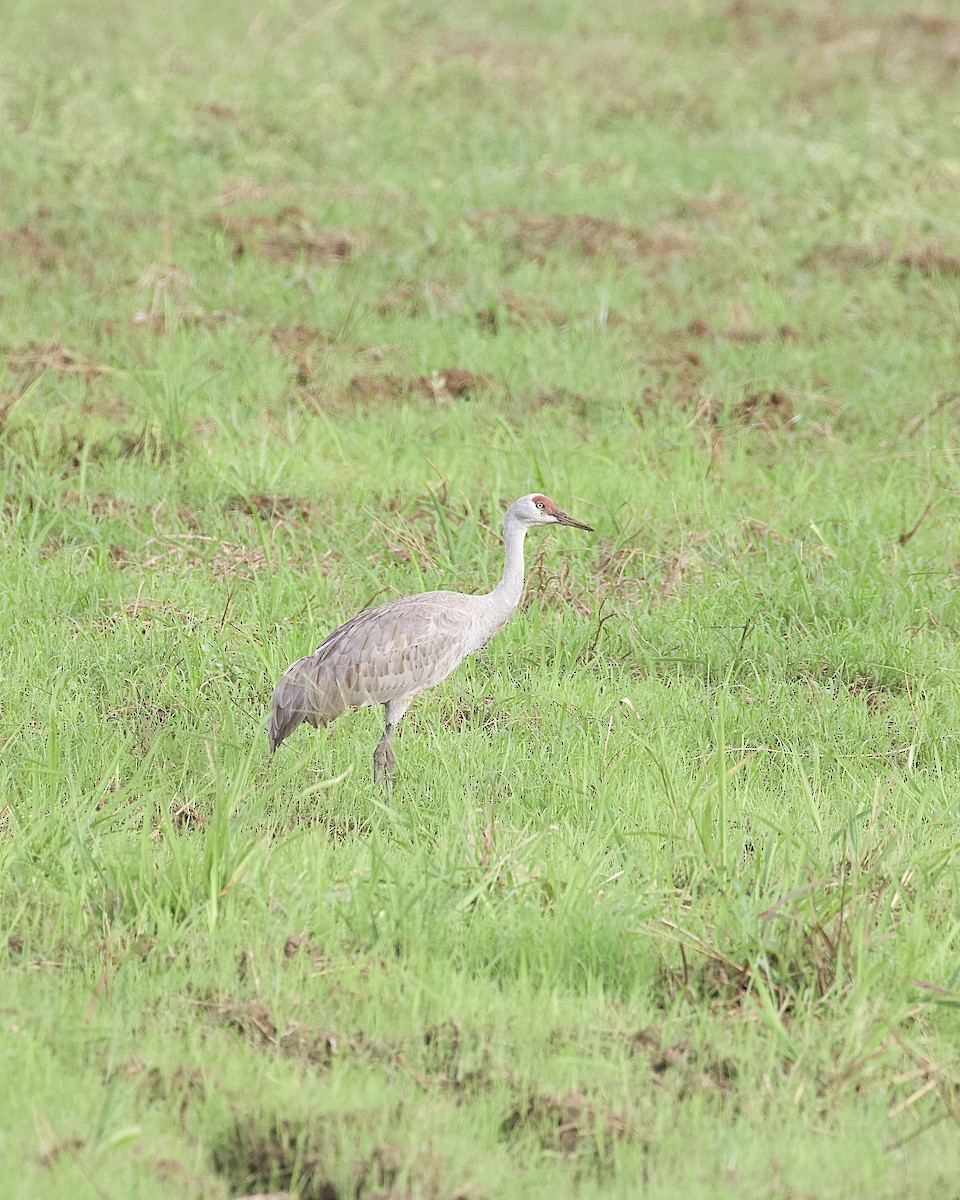 Sandhill Crane - ML646325328