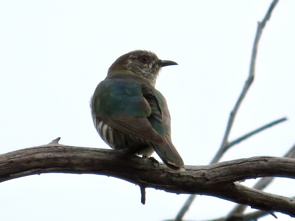 Shining Bronze-Cuckoo - ML646325329