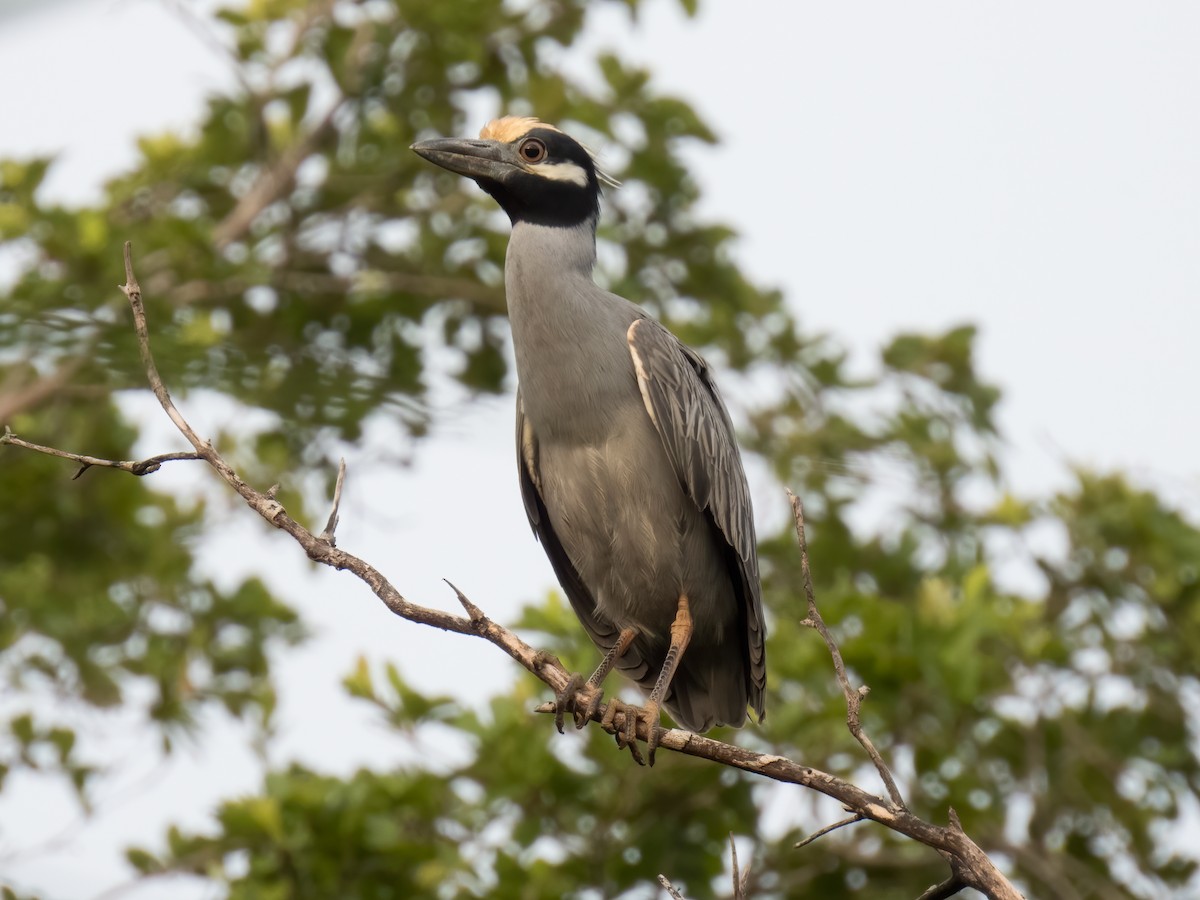 אנפת לילה צהובת-כיפה - ML646325331