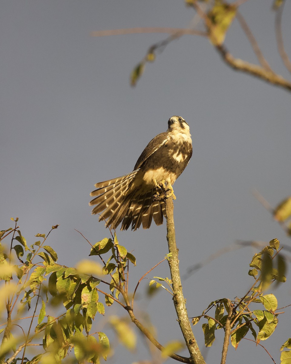 Aplomado Falcon - ML646325332