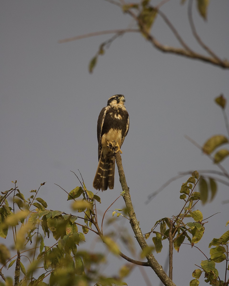 Aplomado Falcon - ML646325333