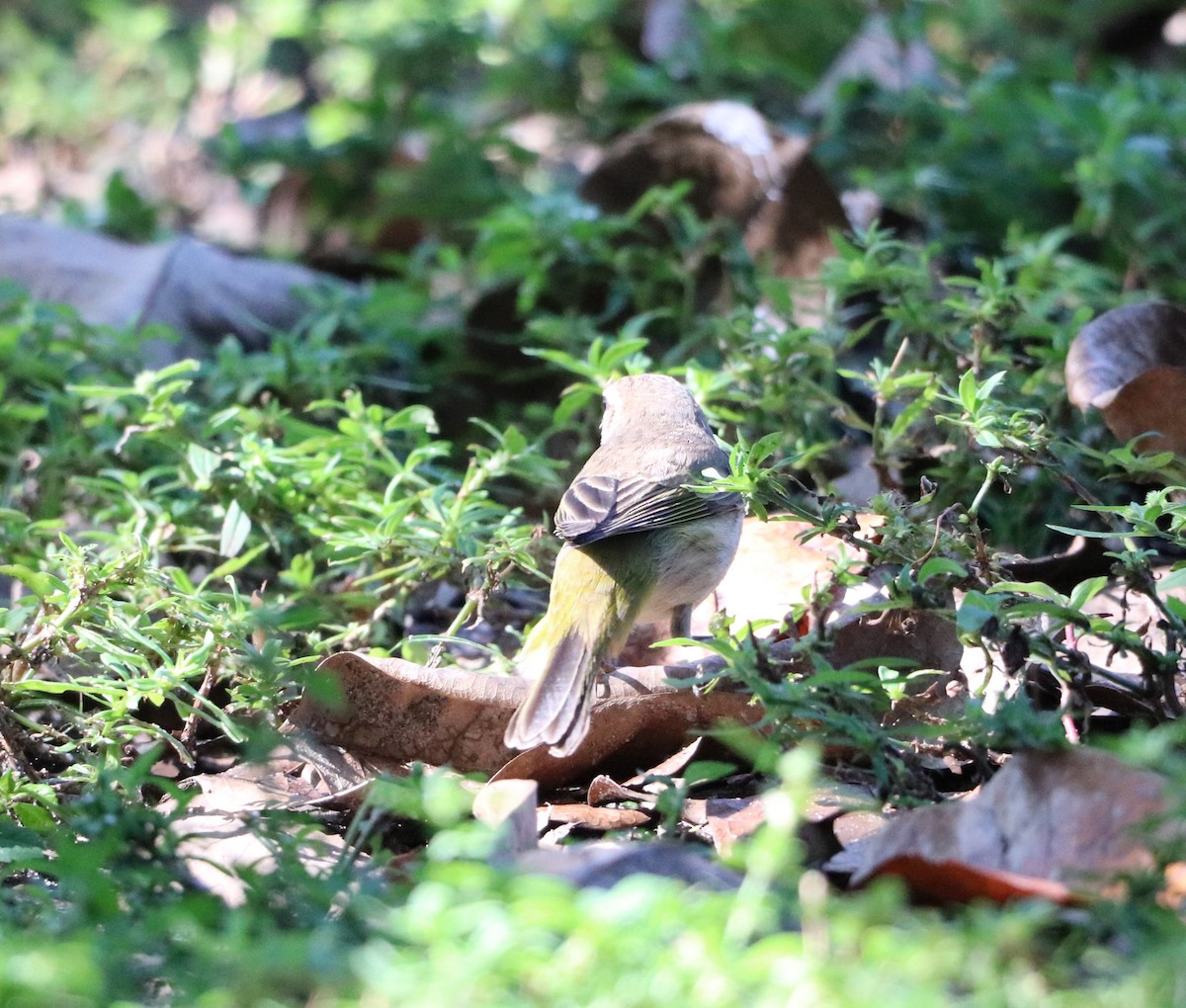 Palmenwaldsänger - ML646325335