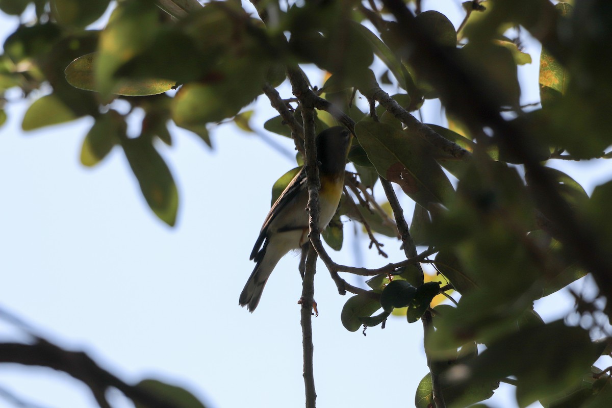 Meisenwaldsänger - ML646325336