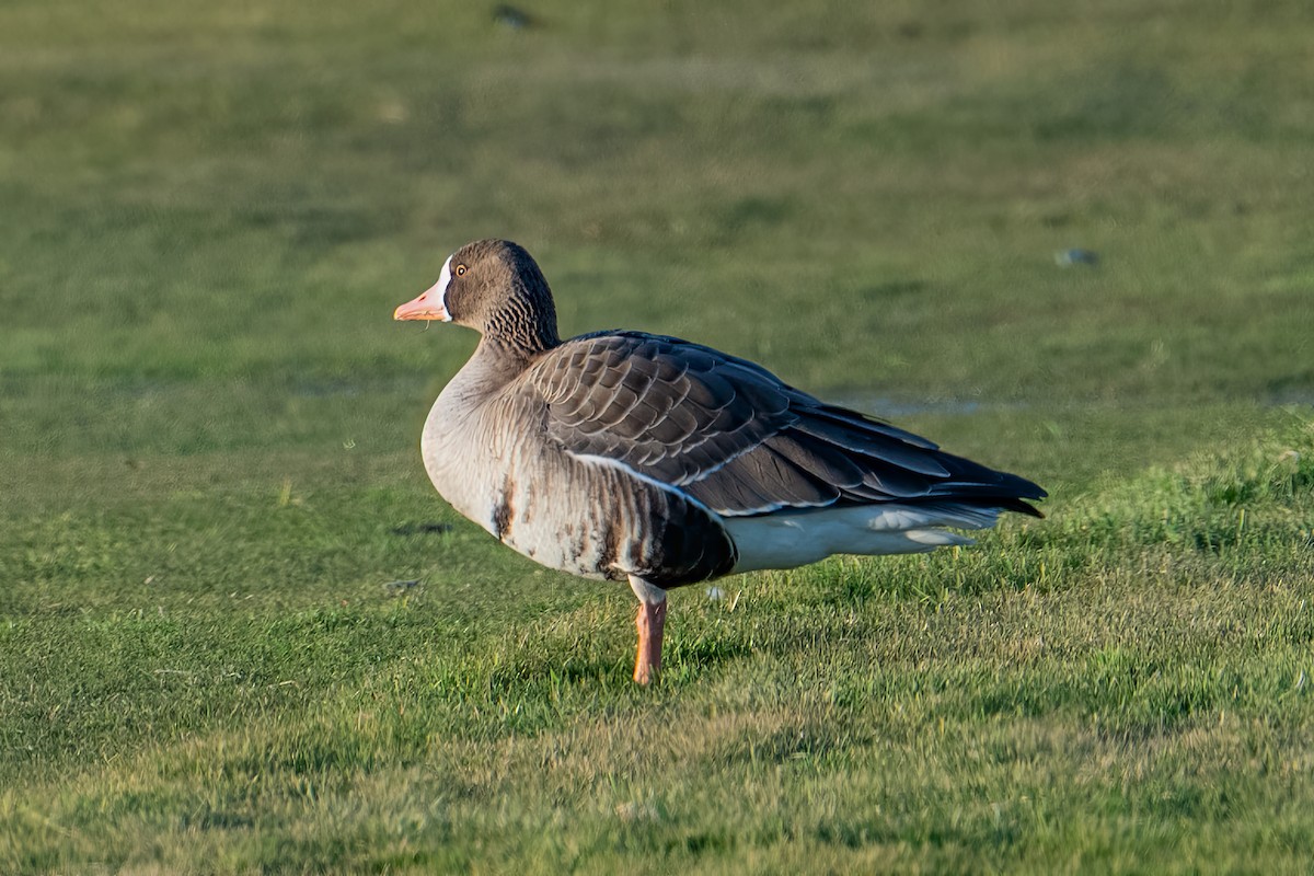 Oie rieuse (gambelli/sponsa) - ML646325337