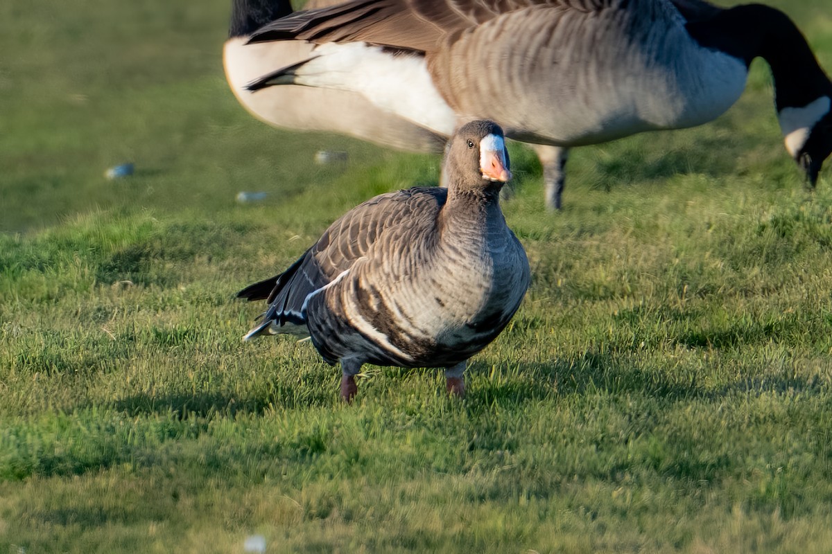 Oie rieuse (gambelli/sponsa) - ML646325338