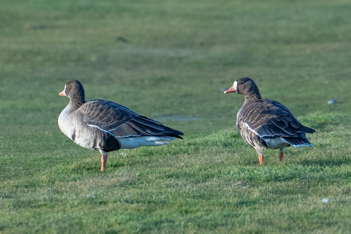 Oie rieuse (gambelli/sponsa) - ML646325339