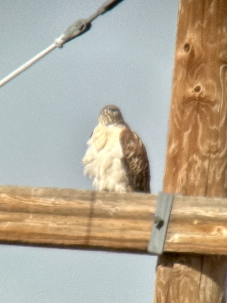 Ferruginous Hawk - ML646325340