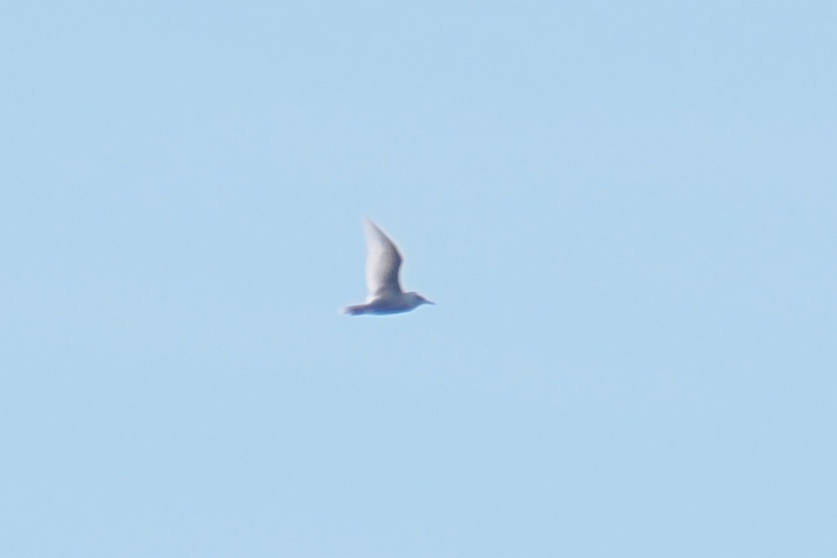 Glaucous Gull - ML646325343