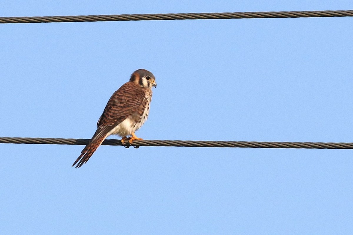 American Kestrel - ML646325345