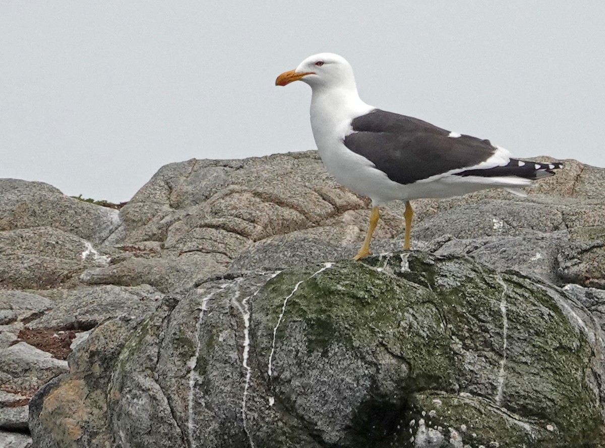 Kelp Gull - ML646325349