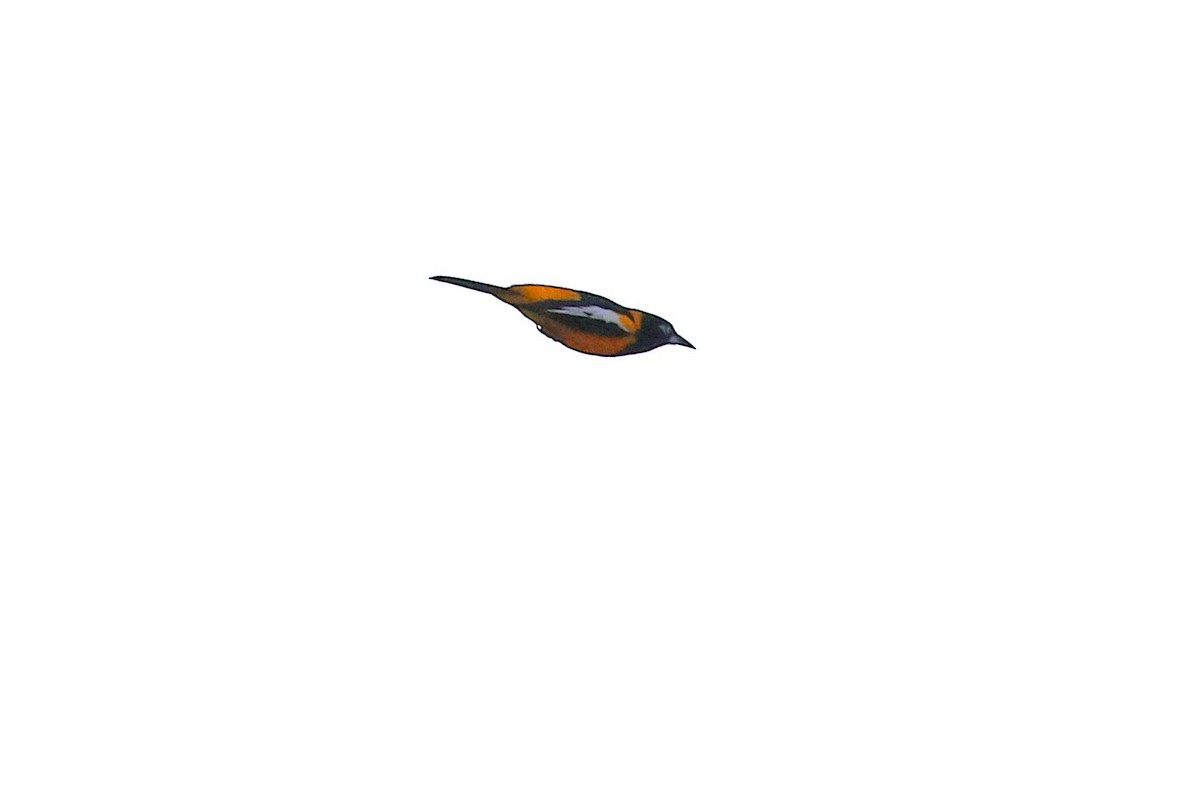 Venezuelan Troupial - ML646325352
