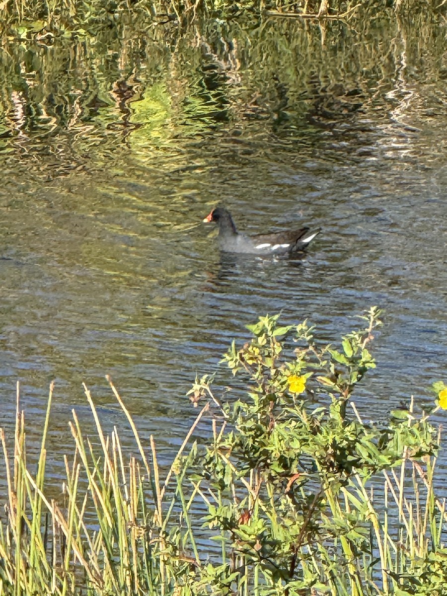 Common Gallinule - ML646325354