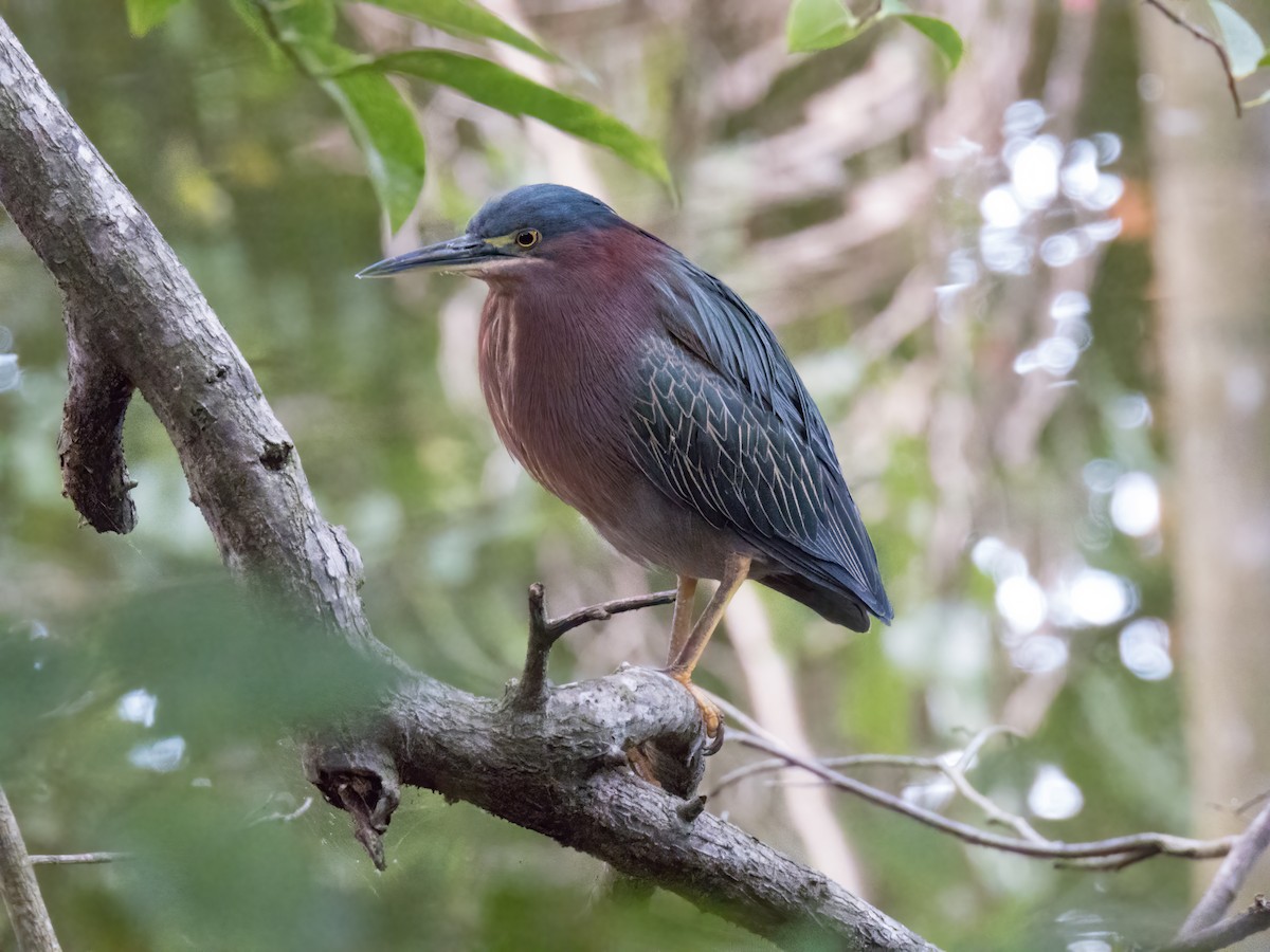 Green Heron - ML646325365